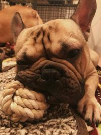 フレンチブルドック