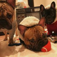 フレンチブルドック