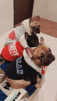 フレンチブルドック