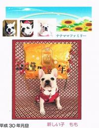 フレンチブルドック