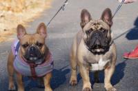 フレンチブルドック