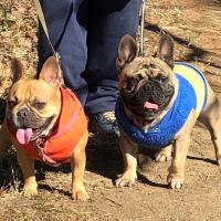 フレンチブルドック