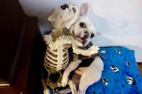 フレンチブルドック