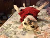 フレンチブルドック