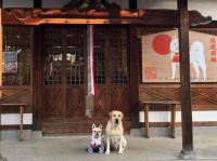 フレンチブルドック