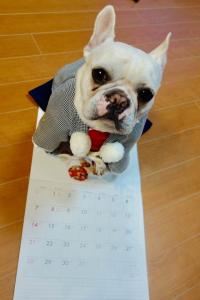 フレンチブルドック