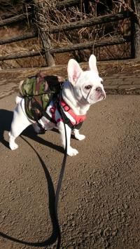 フレンチブルドック