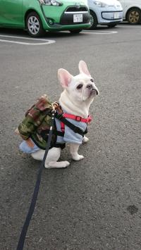 フレンチブルドック