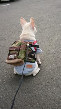 フレンチブルドック