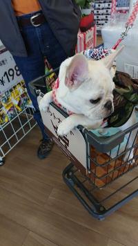 フレンチブルドック