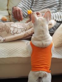 フレンチブルドック