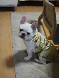 フレンチブルドック