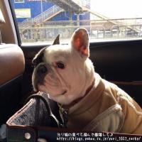 フレンチブルドック