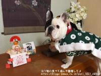 フレンチブルドック