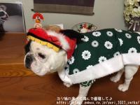 フレンチブルドック