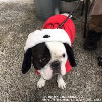 フレンチブルドック