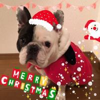 フレンチブルドック