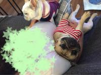 フレンチブルドック