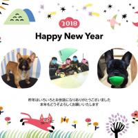 フレンチブルドック