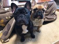 フレンチブルドック