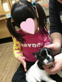 フレンチブルドック