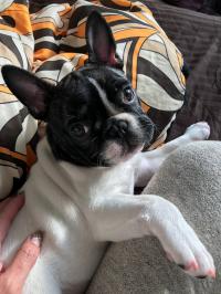 フレンチブルドック