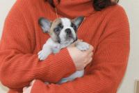 フレンチブルドック