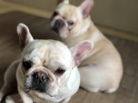 フレンチブルドック