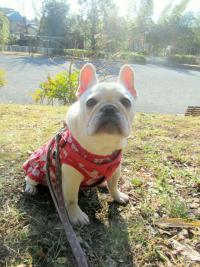 フレンチブルドック