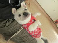 フレンチブルドック