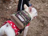 フレンチブルドック