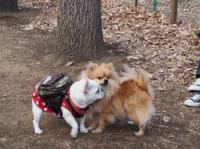 フレンチブルドック