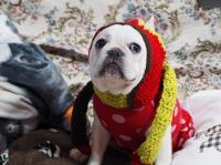 フレンチブルドック