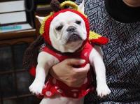 フレンチブルドック