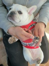 フレンチブルドック