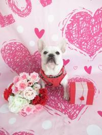 フレンチブルドック