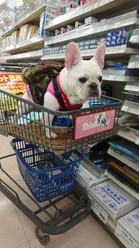 フレンチブルドック