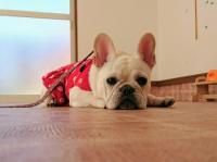 フレンチブルドック