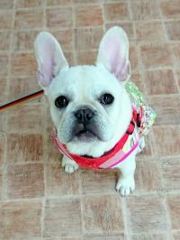 フレンチブルドック