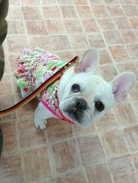 フレンチブルドック