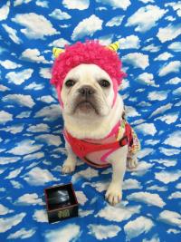 フレンチブルドック