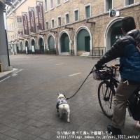 フレンチブルドック