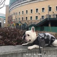 フレンチブルドック