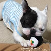 フレンチブルドック