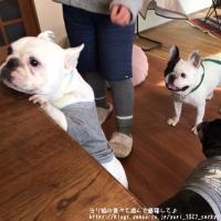 フレンチブルドック