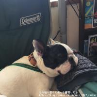 フレンチブルドック