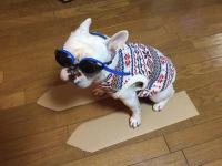 フレンチブルドック