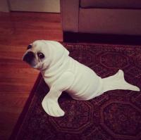 フレンチブルドック