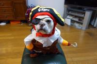 フレンチブルドック