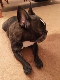 フレンチブルドック